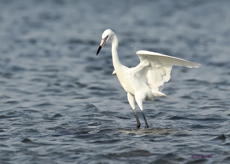 Reddish Egret, white morph, S. Padre Is, TX, 4-24-2025_4948az.jpg