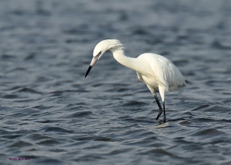 Reddish Egret, white morph, S. Padre Is, TX, 4-24-2025_4951az.jpg
