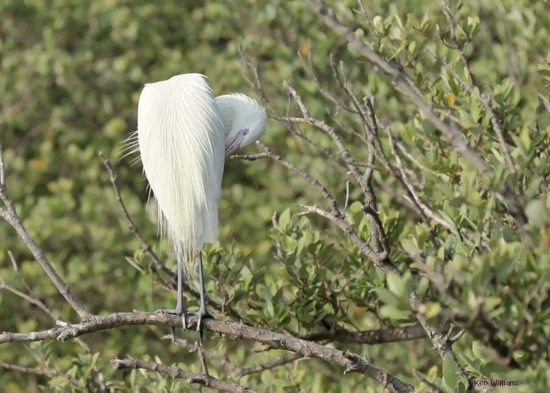 Reddish Egret, white morph, S. Padre Is, TX, 4-25-2025_7959az.jpg