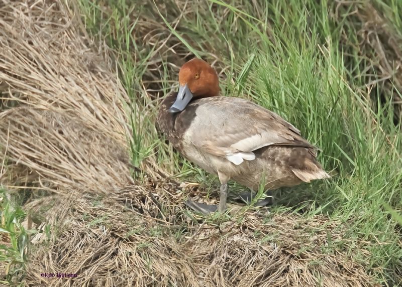 :Redhead: