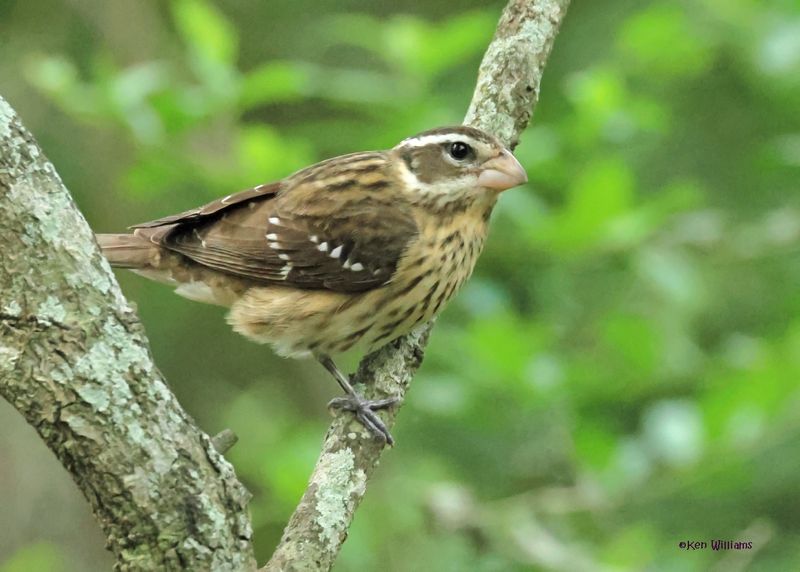 Rose-breasted Grosbeak female, Lafitte's Cove Nature Preserve, TX, 4-29-2025_2681az.jpg