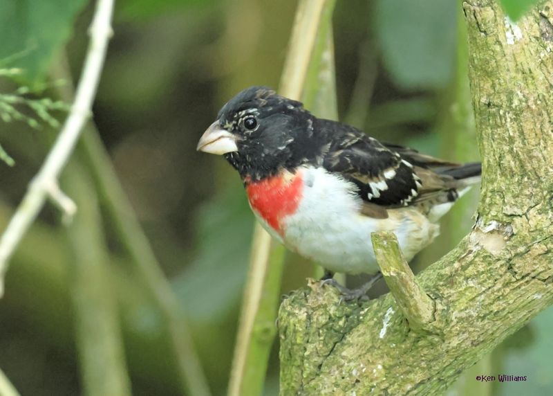 Rose-breasted Grosbeak male, S. Padre Is, TX, 4-25-2025_7890az.jpg