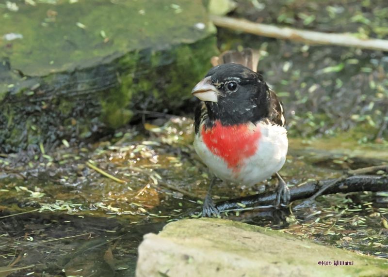 Rose-breasted Grosbeak 
