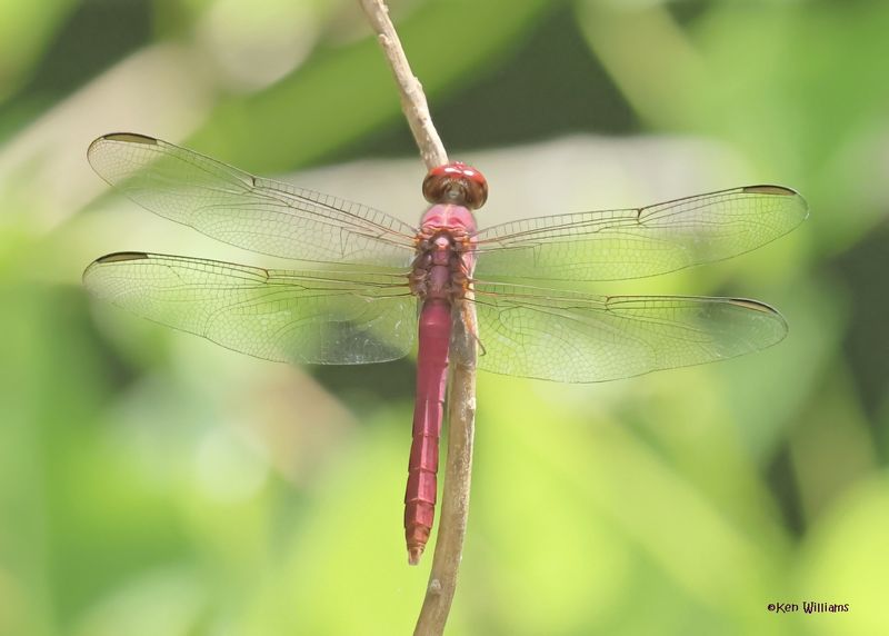 Roseate Skimmer male, Estero Llano Grande SP, TX, 4-27-2025_9921az.jpg