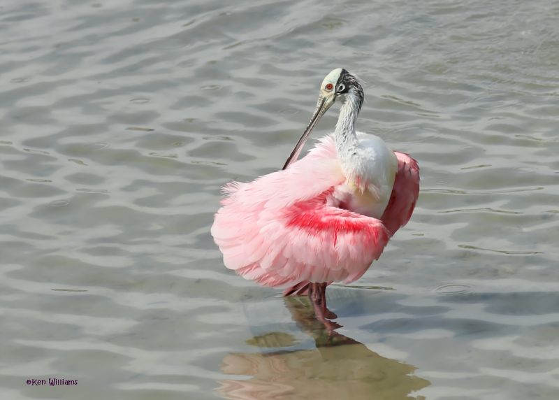 Roseate Spoonbill, Port Aransas, TX, 4-28-2025_1050az.jpg