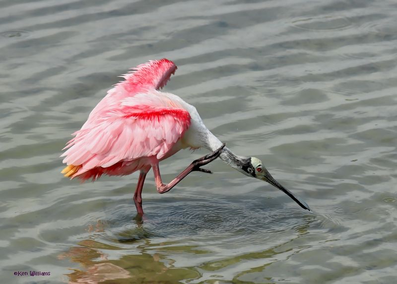 Roseate Spoonbill, Port Aransas, TX, 4-28-2025_1062az.jpg