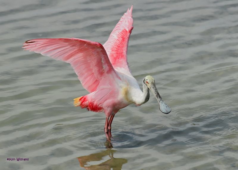 :Spoonbills: