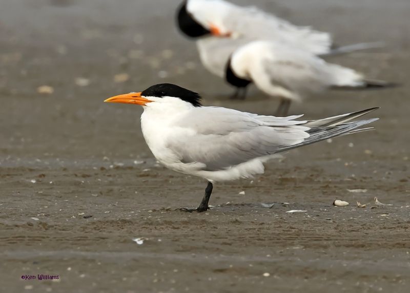 Royal Tern S. Padre Is, TX, 4-23-2025_1376az.jpg
