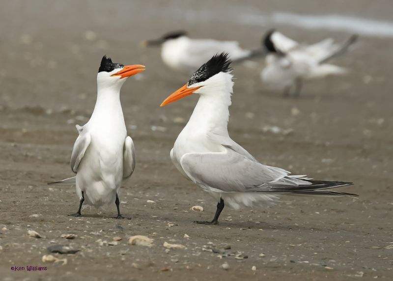 Royal Tern S. Padre Is, TX, 4-23-2025_1416az.jpg