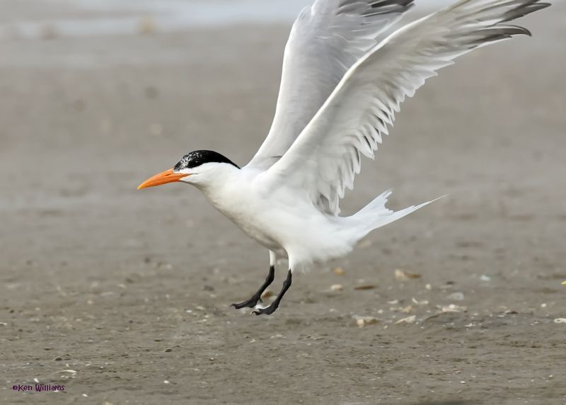 Royal Tern S. Padre Is, TX, 4-23-2025_1478az.jpg