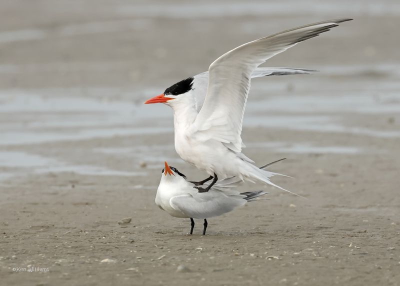Royal Tern S. Padre Is, TX, 4-23-2025_1500az2.jpg
