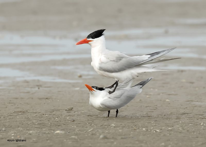 Royal Tern S. Padre Is, TX, 4-23-2025_1505az.jpg