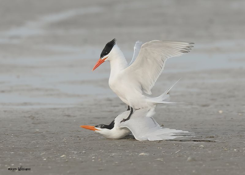 Royal Tern S. Padre Is, TX, 4-23-2025_1538az2.jpg