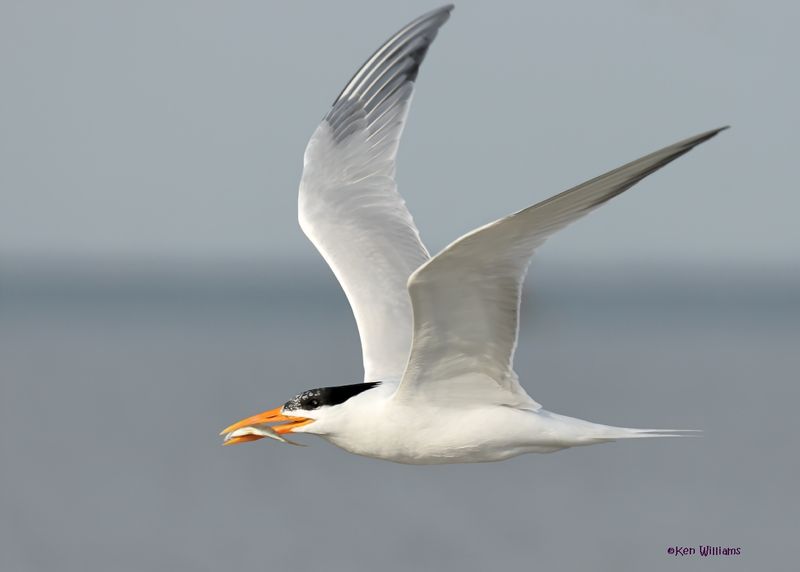 Royal Tern, S. Padre Is, TX, 4-26-2025_8473az.jpg