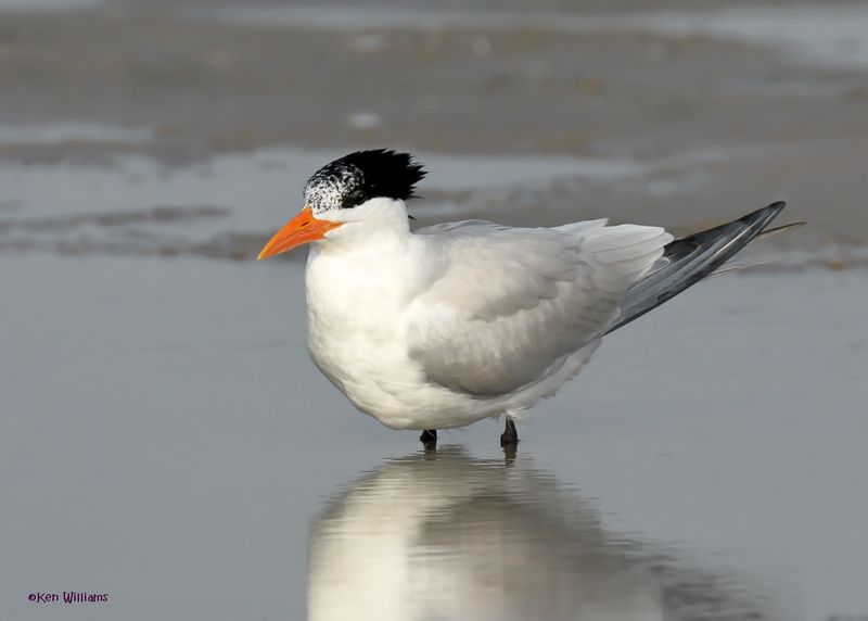 Royal Tern, S. Padre Is, TX, 4-26-2025_8477az.jpg
