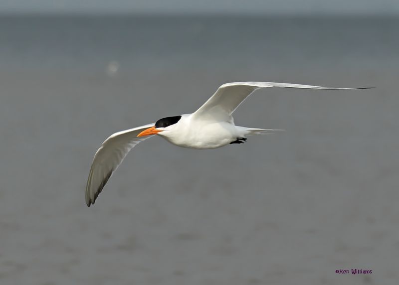 Royal Tern, S. Padre Is, TX, 4-26-2025_8597az.jpg