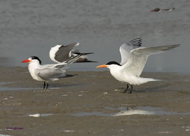 :Royal Tern: