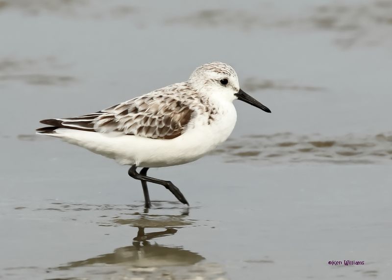 Sanderling, S. Padre Is, TX, 4-23-2025_15az.jpg