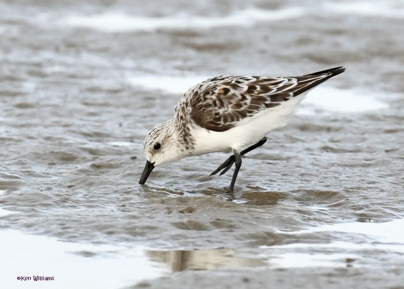 Sanderling, S. Padre Is, TX, 4-23-2025_3az.jpg