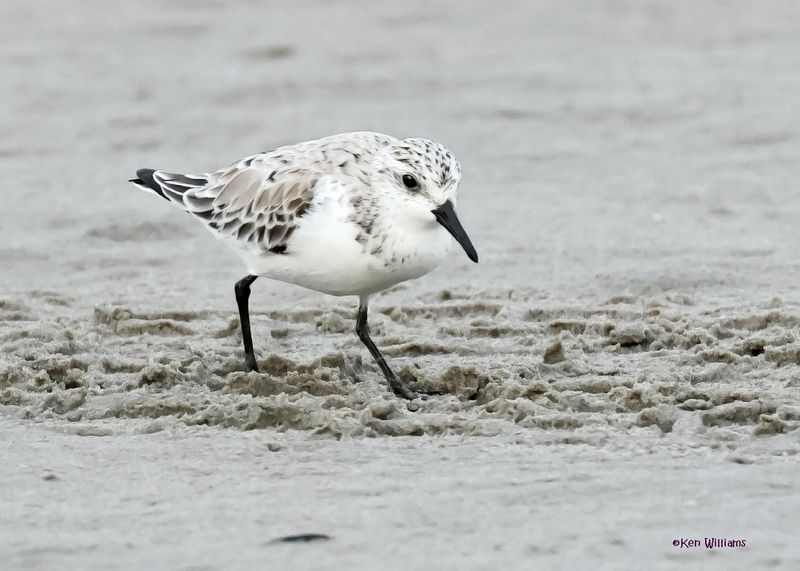 Sanderling, S. Padre Is, TX, 4-23-2025_8az.jpg
