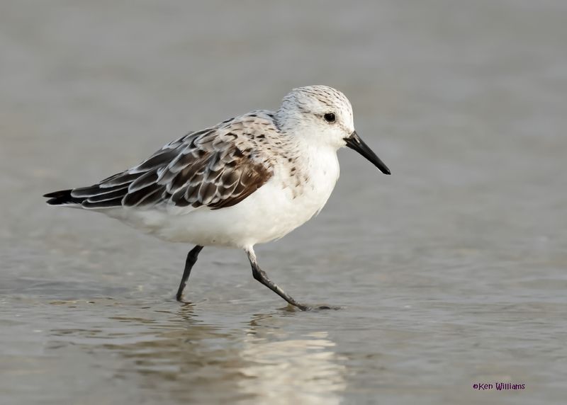 Sanderling, S. Padre Is, TX, 4-25-2025_7443az.jpg