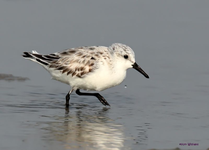 Sanderling, S. Padre Is, TX, 4-26-2025_8464az.jpg