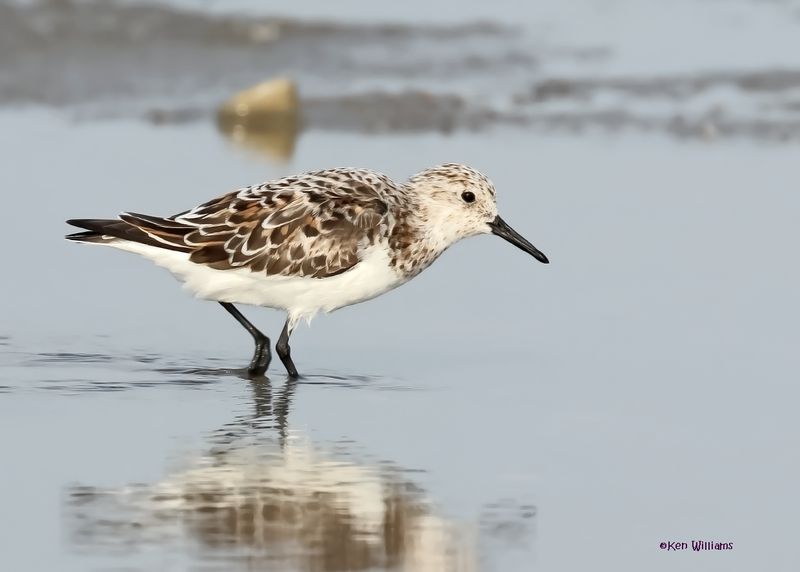Sanderling, S. Padre Is, TX, 4-26-2025_8488az.jpg