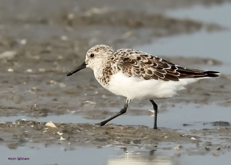Sanderling, S. Padre Is, TX, 4-26-2025_8510az.jpg