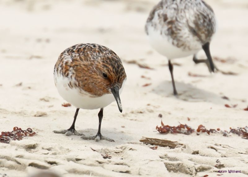 Sanderling, Surfside, TX, 4-29-2025_2329az.jpg