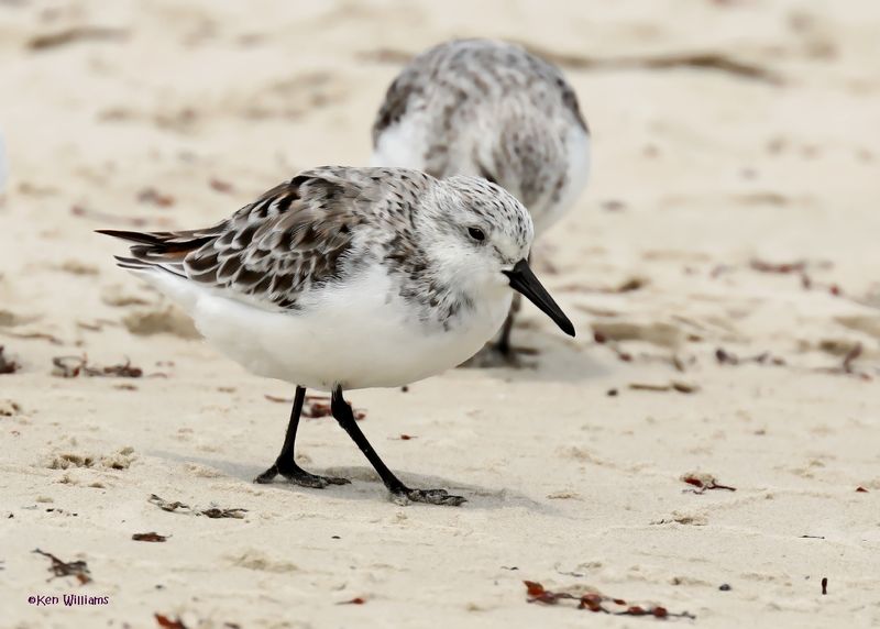Sanderling, Surfside, TX, 4-29-2025_2338az.jpg