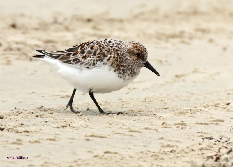 Sanderling, Surfside, TX, 4-29-2025_2342az.jpg