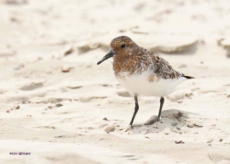 Sanderling, Surfside, TX, 4-29-2025_2357az.jpg