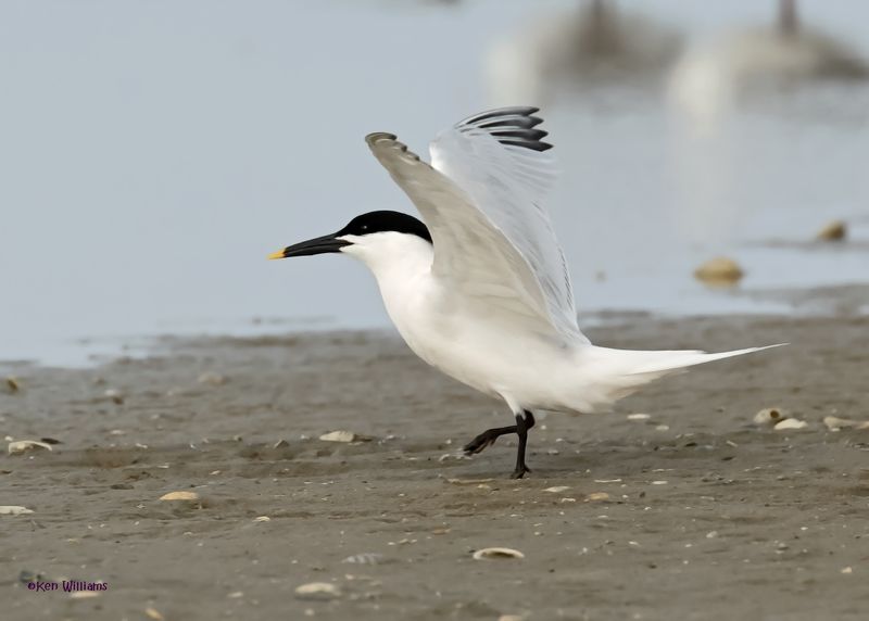 Sandwich Tern S. Padre Is, TX, 4-23-2025_1409az.jpg