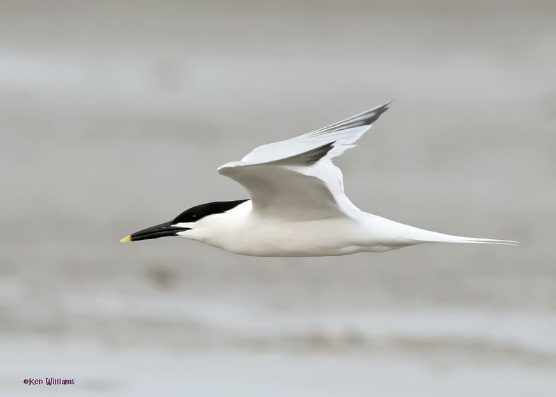 Sandwich Tern S. Padre Is, TX, 4-23-2025_1456az.jpg