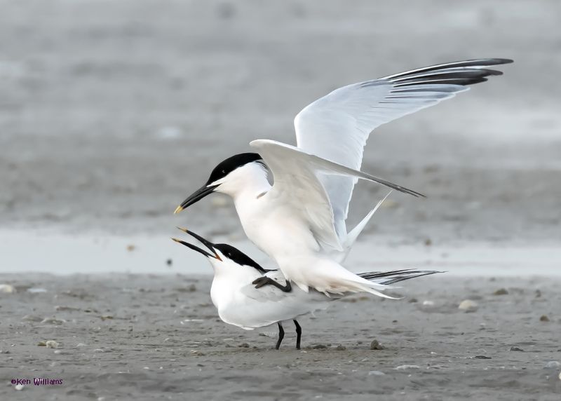Sandwich Tern S. Padre Is, TX, 4-23-2025_1574az.jpg