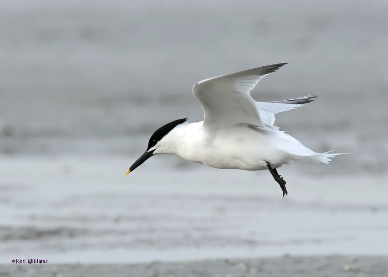 Sandwich Tern S. Padre Is, TX, 4-23-2025_1595az.jpg