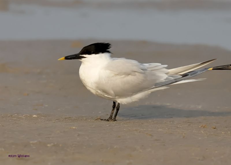 Sandwich Tern, S. Padre Is, TX, 4-26-2025_8229az.jpg