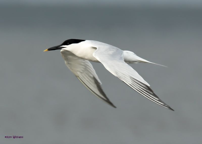Sandwich Tern, S. Padre Is, TX, 4-26-2025_8536az.jpg