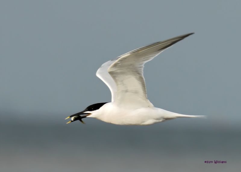 :Sandwich Tern: 
