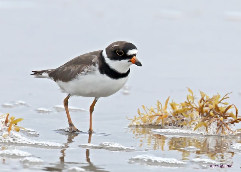 Semipalmated Plover, Surfside, TX, 4-29-2025_2282az.jpg