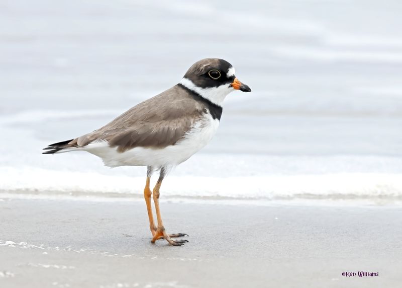 Semipalmated Plover, Surfside, TX, 4-29-2025_2299az.jpg