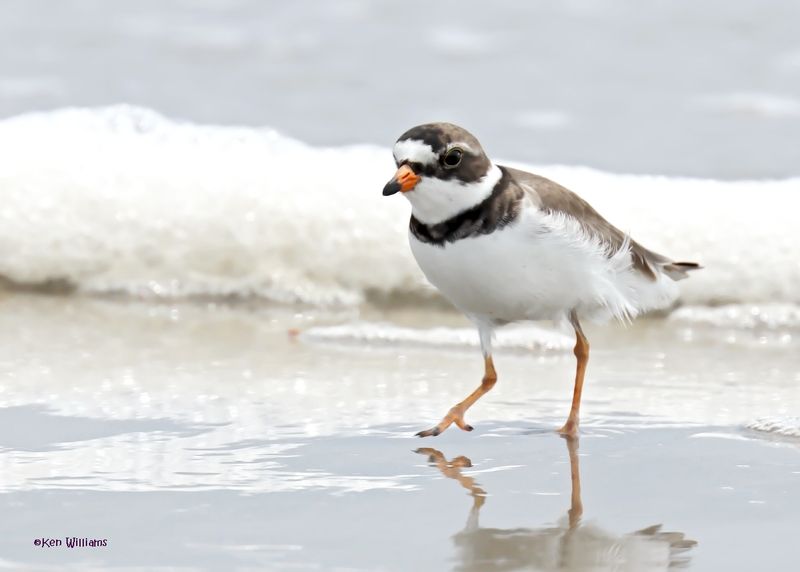 Semipalmated Plover, Surfside, TX, 4-29-2025_2314az.jpg
