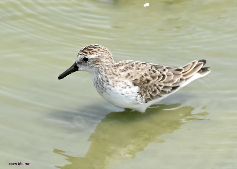 Semipalmated Sandpiper, Port Aransas, TX, 4-28-2025_0502az.jpg