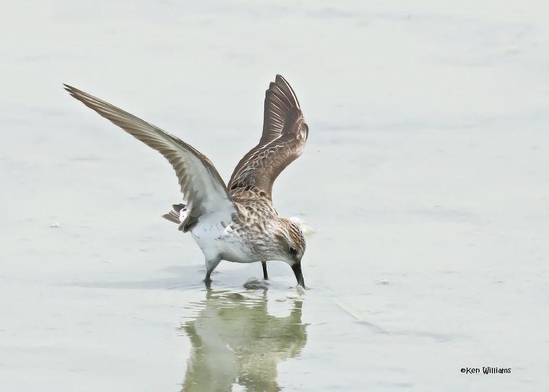 Semipalmated Sandpiper, Port Aransas, TX, 4-28-2025_0695az2.jpg