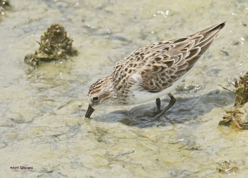 Semipalmated Sandpiper, Port Aransas, TX, 4-28-2025_0706az.jpg