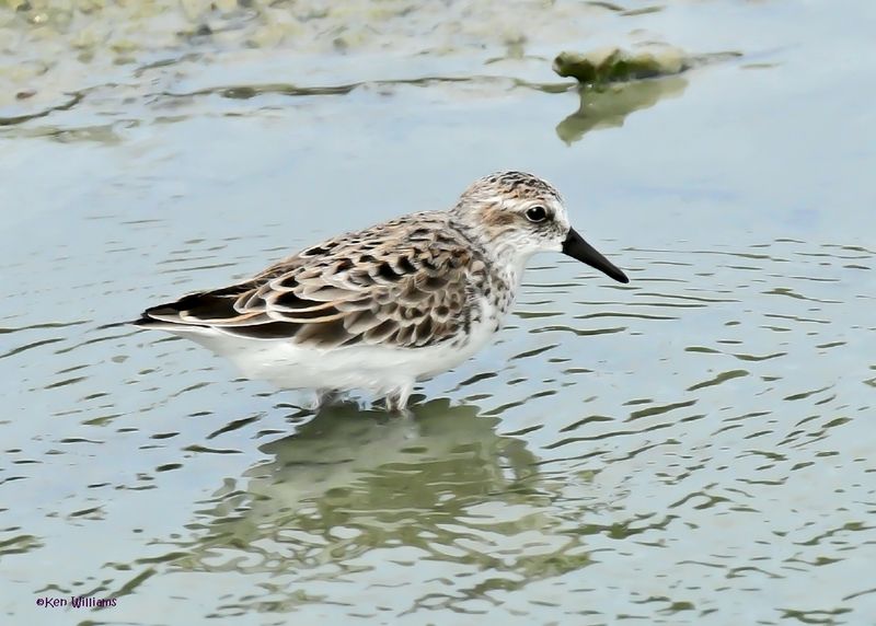 Semipalmated Sandpiper, Port Aransas, TX, 4-28-2025_1245az.jpg