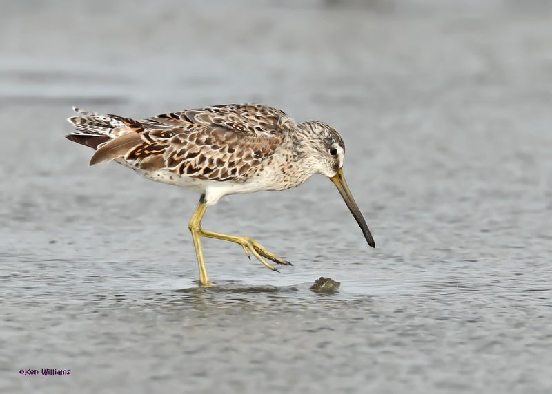 Short-billed Dowitcher nonbreeding, S. Padre Is, TX, 4-24-2025_5168az.jpg