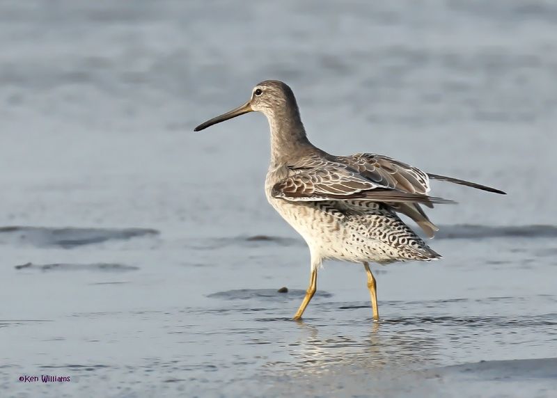 Short-billed Dowitcher nonbreedng, S. Padre Is, TX, 4-24-2025_4930az.jpg