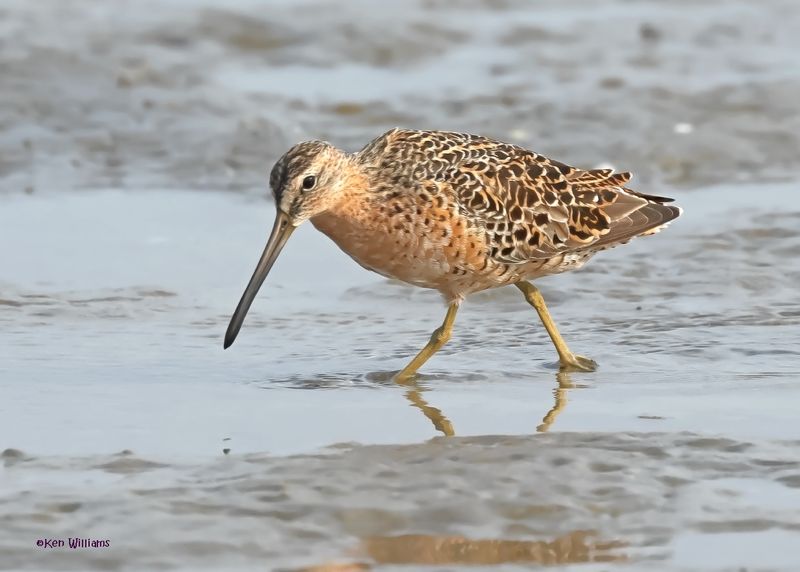 Short-billed Dowitcher, S. Padre Is, TX, 4-23-2025_110az.jpg