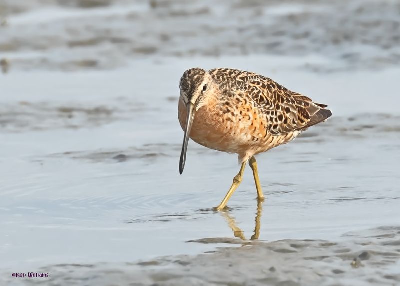 Short-billed Dowitcher, S. Padre Is, TX, 4-23-2025_114az.jpg